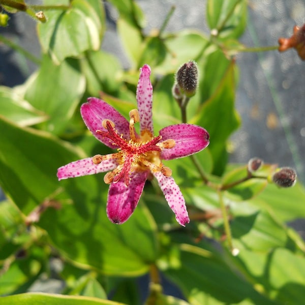 Gold Tip Leaf Toad Lily Starter Plant (ALL Starter Plants REQUIRE You to Purchase 2 plants) Tricyrtis 'Gilt Edge'