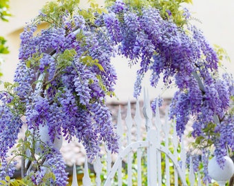 Blue Chinese Wisteria Tree Vine Starter Plant (ALL Starter Plants REQUIRE You to Purchase 2 plants)