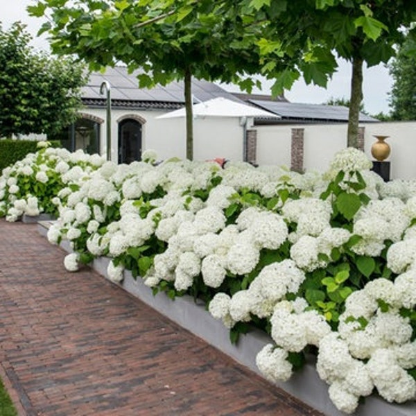 Hydrangea Annabelle White (ALL Starter Plants REQUIRE You to Purchase 2 plants)