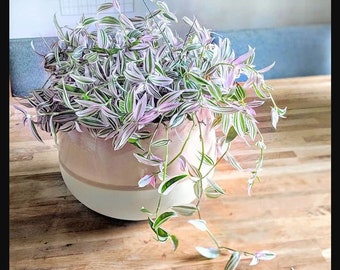 Lavender Tradescantia fluminensis variegated Starter Plant plug ppp (ALL Starter Plants REQUIRE You to Purchase 2 plants)