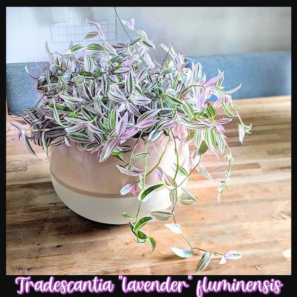 Lavender Tradescantia fluminensis variegated Starter Plant plug ppp (ALL Starter Plants REQUIRE You to Purchase 2 plants)