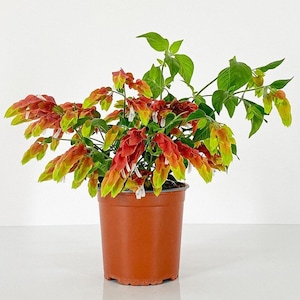 Shrimp Fruit Cocktail Plant (ALL Starter Plants REQUIRE You to Purchase 2 plants)