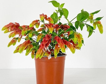 Shrimp Fruit Cocktail Plant (ALL Starter Plants REQUIRE You to Purchase 2 plants)