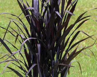 First Knight Grass Plug Starter Plant Black (ALL Starter Plants REQUIRE You to Purchase 2 plants) Perennial