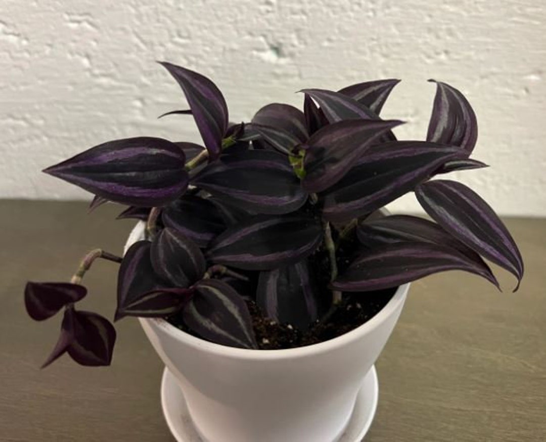 Tradescantia Dark Desire Starter Plant: Deep Purple Foliage - Etsy