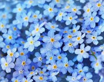 Forget Me Nots Starter Plant (ALL Starter Plants REQUIRE You to Purchase 2 plants) Live Plant