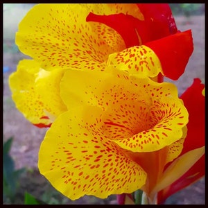 Cleopatra Variegated Canna Lily Large Bulbs Live Plant (ALL Starter Plants REQUIRE You to Purchase 2 plants)