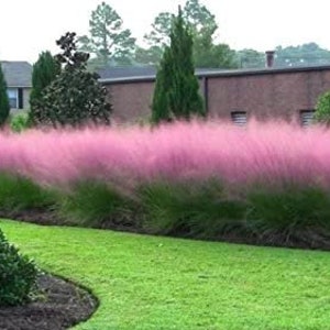 FREE SHIPPING - Pink Muhly Pink Cloud Cotton Candy Grass Plug Starter Plant