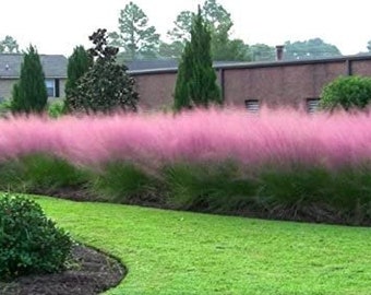 Pink Muhly Grass Plug Starter Plant (ALL Starter Plants REQUIRE You to Purchase 2 plants)