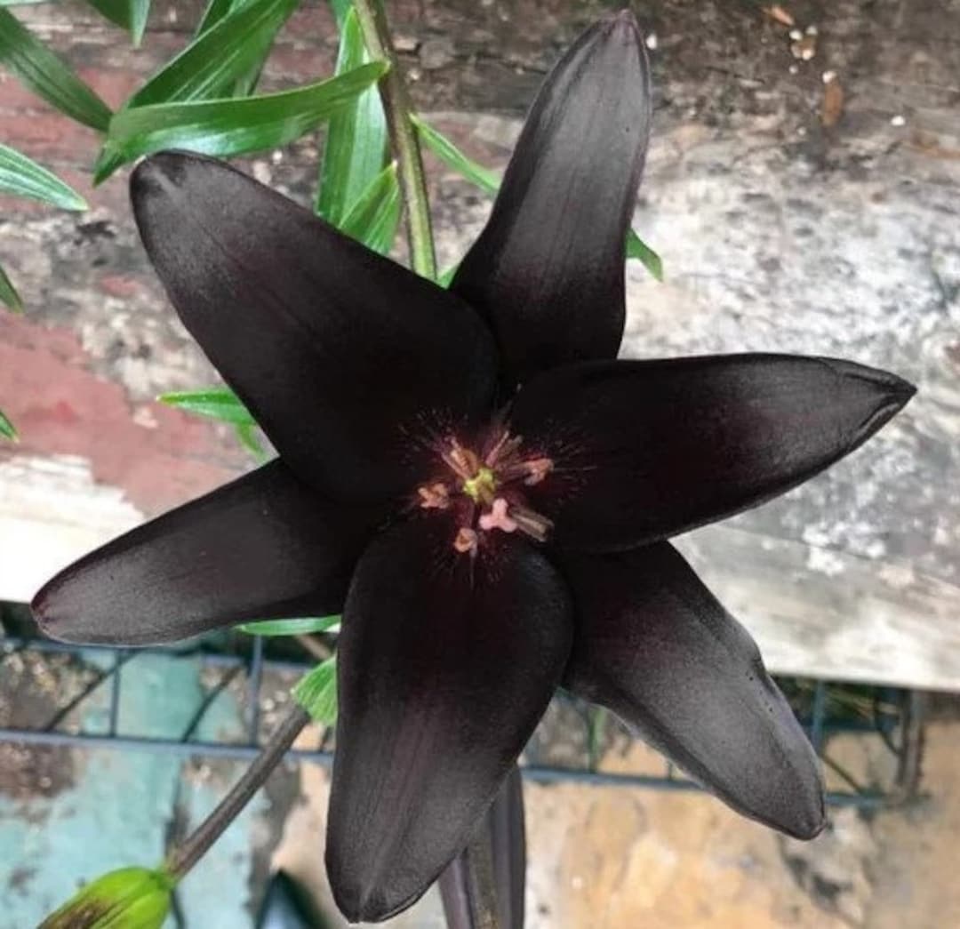 Black Asiatic Lily Landini Bulbs ALL Starter Plants REQUIRE You to Purchase 2 Plants Etsy