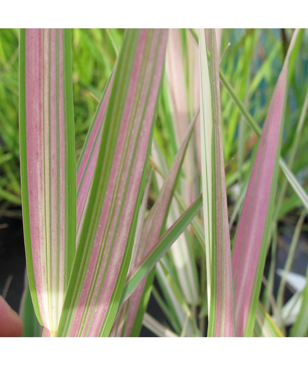 Strawberries and Cream Grass Plug Starter Plant ALL Starter Plants