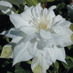 May include: A close-up of a fully bloomed white clematis flower. The flower has multiple layers of petals, with a creamy yellow center. Green leaves are visible in the background, creating a natural contrast. The flower is in full bloom, showcasing its intricate details.