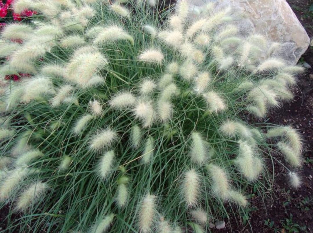 Dwarf Little Bunny Grass Plug Starter Plant ALL Starter Plants REQUIRE