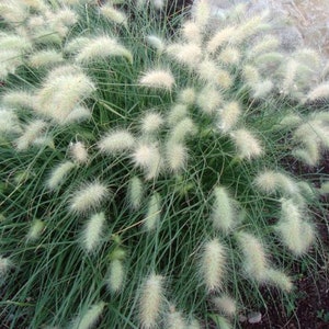 May include: A close-up of a clump of feathery ornamental grass with light green blades and white fluffy seed heads.