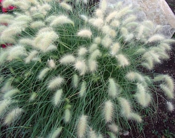 Dwarf Little Bunny Grass Plug Starter Plant (ALL Starter Plants REQUIRE You to Purchase 2 plants)