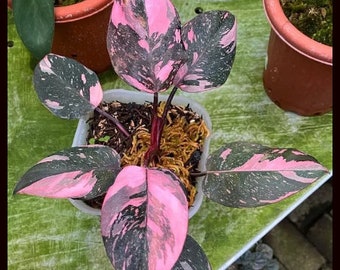 live succulent plants for sale Real Live Succulent Cactus Plant : Echeveria 'Minibelle' variegata