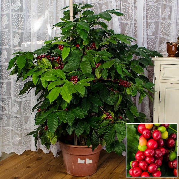 Arabica Coffee Plant Starter (ALL Starter Plants REQUIRE You to Purchase 2 plants) House Plants