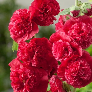 Plante de démarrage double rose trémière rouge écarlate achat de 2 plantes pour TOUTES les plantes de démarrage image 1