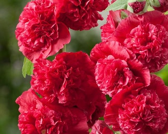 Double Scarlet Red Hollyhock Flower Plug Starter Plant (ALL Starter Plants REQUIRE You to Purchase 2 plants)