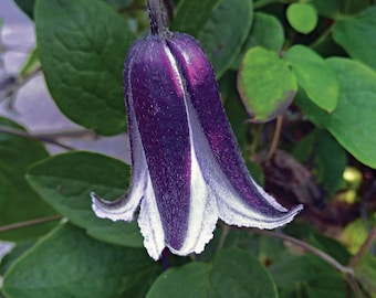 FREE SHIPPING - Blue Bells Clematis Vine Starter Plant Roguchi
