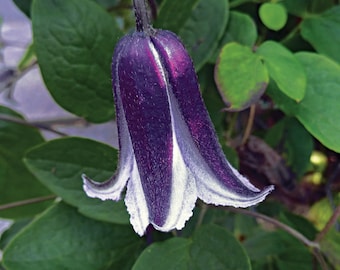 Blue Bells Clematis Vine Starter Plant (ALL Starter Plants REQUIRE You to Purchase 2 plants) Rooguchi Ship in Spring