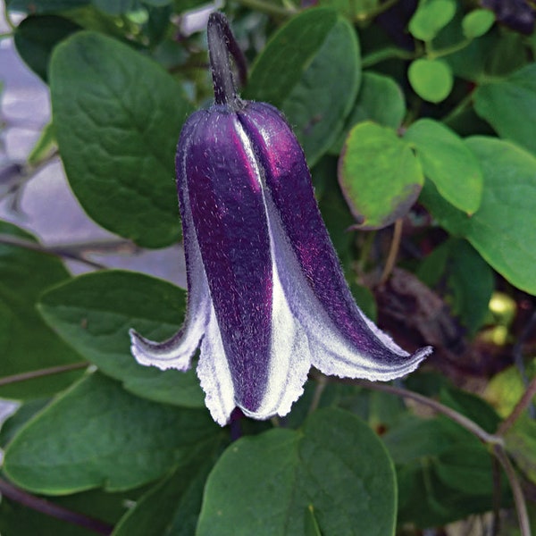 Blue Bells Clematis Vine Starter Plant (ALL Starter Plants REQUIRE You to Purchase 2 plants) Rooguchi Ship in Spring