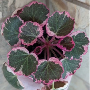 Strawberry Variegated Begonia Starter Plant ALL Starter Plants REQUIRE You to Purchase 2 plants image 3