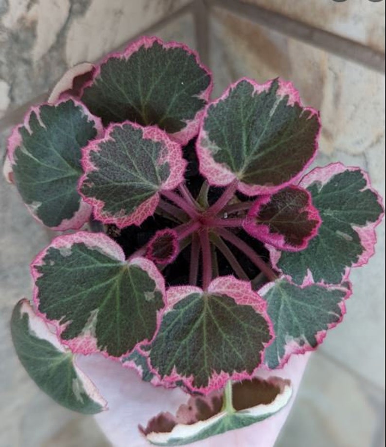 Strawberry Variegated Begonia Starter Plant ALL Starter Plants REQUIRE You to Purchase 2 plants image 3
