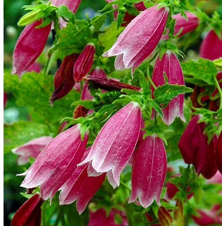 Chinese Bellflower - Etsy