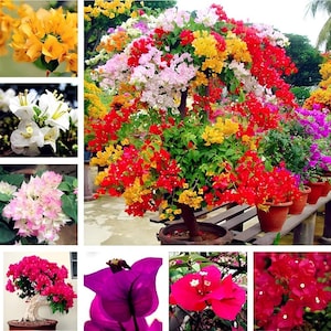 May include: A vibrant collage of bougainvillea flowers in various colors, including yellow, white, pink, and red. The image showcases the diverse hues of the flowers, with close-up shots and a larger display of a multi-colored bougainvillea plant.