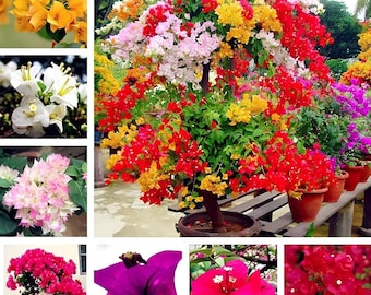 FREE SHIPPING - 3 Pack Bougainvillea Mix - Red, Orange, Pink, Purple, White Flowers