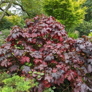 Op de afbeelding: Een weelderige struik met grote, diep gelobde bladeren in tinten diep bordeauxrood en rood. De plant is omgeven door groene bladeren en bomen, waardoor een natuurlijke tuinsc&egrave;ne ontstaat. De bladeren hebben een textuur.