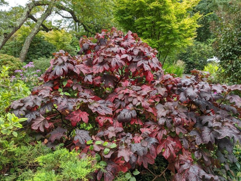 Op de afbeelding: Een weelderige struik met grote, diep gelobde bladeren in tinten diep bordeauxrood en rood. De plant is omgeven door groene bladeren en bomen, waardoor een natuurlijke tuinsc&egrave;ne ontstaat. De bladeren hebben een textuur.