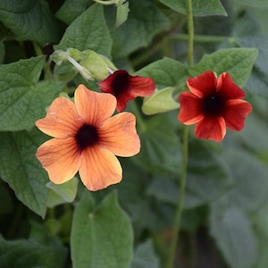 May include: Close-up of orange and red flowers with dark centers, surrounded by green leaves. The flowers have a trumpet shape with five petals. The leaves are a deep green color. The image is well-lit and the colors are vibrant.