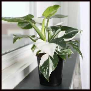 Small White Wizard Philodendron Variegated PPP House Plants ALL Starter Plants REQUIRE You to Purchase 2 plants image 3