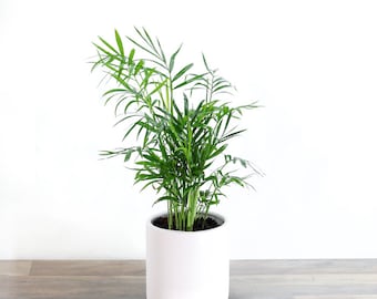 Mini Bella Palm Starter (ALL Starter Plants REQUIRE You to Purchase 2 plants) House Plants
