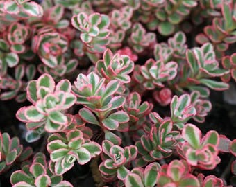 Pink Tricolor Sedum Starter Plant