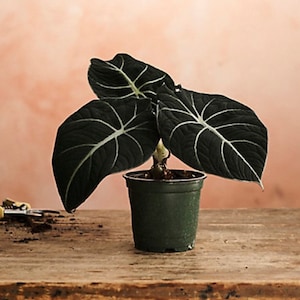 May include: A potted Alocasia plant with large, dark green leaves and prominent white veins. The plant is in a dark green pot, set against a neutral background. Gardening shears and soil are visible on the wooden surface.