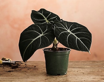 Black Velvet Alocasia Starter (ALL Starter Plants REQUIRE You to Purchase 2 plants) House Plants