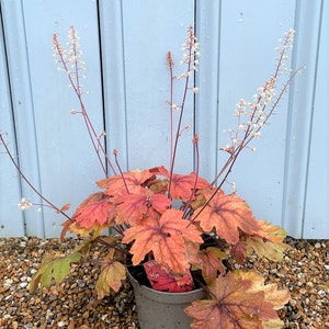 Sweet Tea Heuchera Starter Plant ALL Starter Plants REQUIRE You to Purchase 2 plants image 2