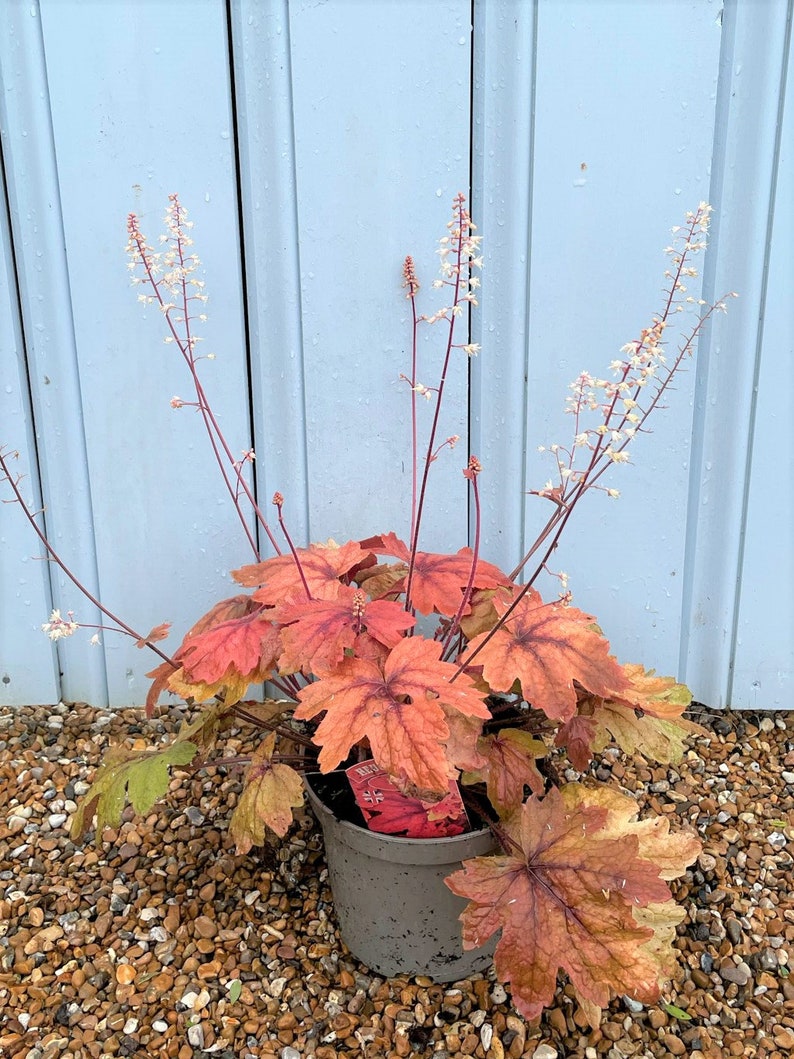 Sweet Tea Heuchera Starter Plant ALL Starter Plants REQUIRE You to Purchase 2 plants image 2