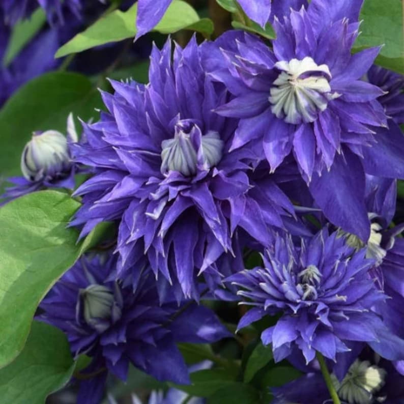 FREE SHIPPING - Multi Blue Clematis Double Blooming Flowers Vine ...