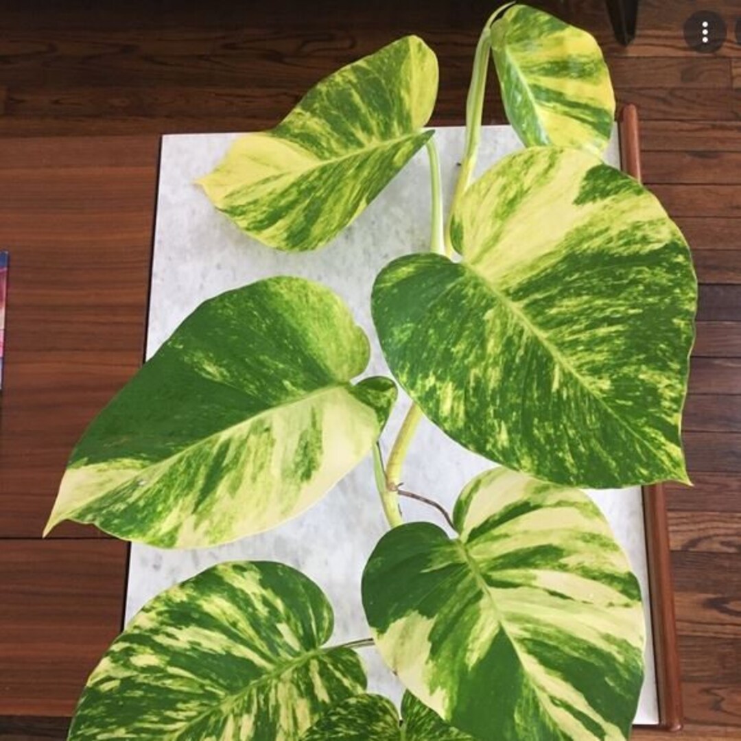 FREE SHIPPING - Hawaiian Pothos Starter Plant - Etsy
