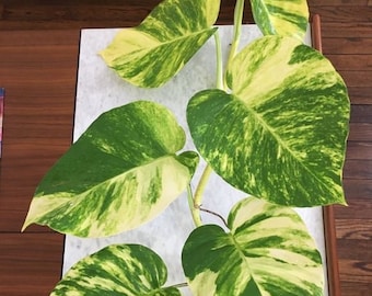 Hawaiian Pothos Starter Plant (ALL Starter Plants REQUIRE You to Purchase 2 plants)