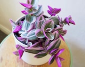 Tradescantia Bubblegum Starter Plant ppp (ALL Starter Plants REQUIRE You to Purchase 2 plants)