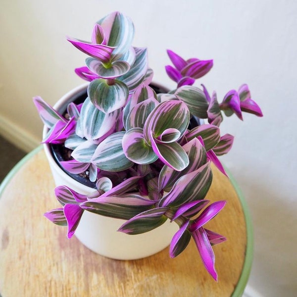 Livraison gratuite - Tradescantia chewing-gum plante de démarrage : plante d'intérieur rose panachée