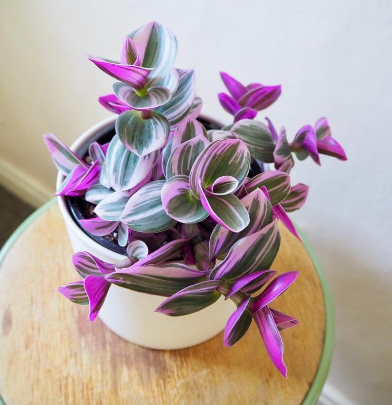 Tradescantia Bubblegum Starter Plant ppp ALL Starter Plants REQUIRE You to Purchase 2 plants image 1