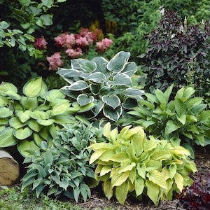 May include: A vibrant garden scene featuring a variety of lush green plants. Several hosta plants with large, textured leaves in shades of green and yellow are in the foreground. Pink flowering plants and dark purple foliage add contrast. A log is visible on the left.