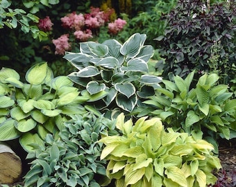 May include: A vibrant garden scene featuring a variety of lush green plants. Several hosta plants with large, textured leaves in shades of green and yellow are in the foreground. Pink flowering plants and dark purple foliage add contrast. A log is visible on the left.
