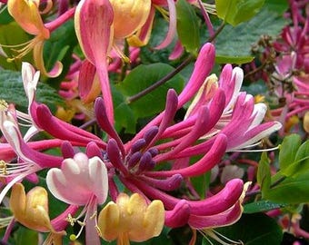 FREE SHIPPING - Serotina Honeysuckle Red Orange Purple Pink Flowers Vine Starter Plant
